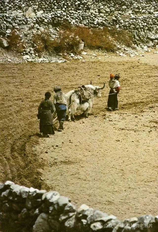 喜马拉雅朝圣的彩色藏地爱游戏入口1970
